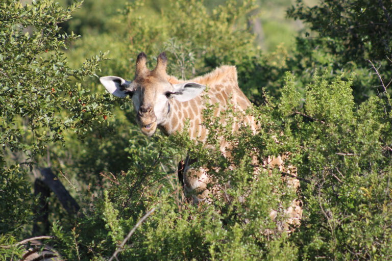 Südafrika Teil 1 – Safari und Länderpunkthopping